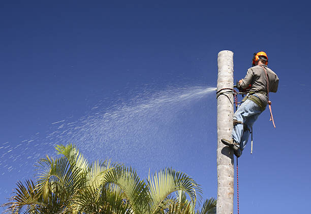 Best Hazardous Tree Removal  in Decherd, TN